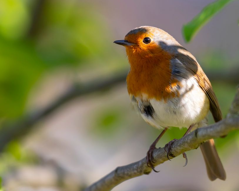 A small bird with a bright orange face and chest, white belly, and gray-brown wings perched on a thin tree branch. The bird is facing slightly to the left, with an alert posture, amidst a background of blurred green leaves and soft natural light, typical of outdoor environments. This image captures a detailed view of the bird's feathers and features, with the branch positioned horizontally across the lower part of the image, demonstrating a natural setting that could be associated with outdoor observations or wildlife. The context suggests a peaceful natural habitat, relevant to outdoor or nature-related content.